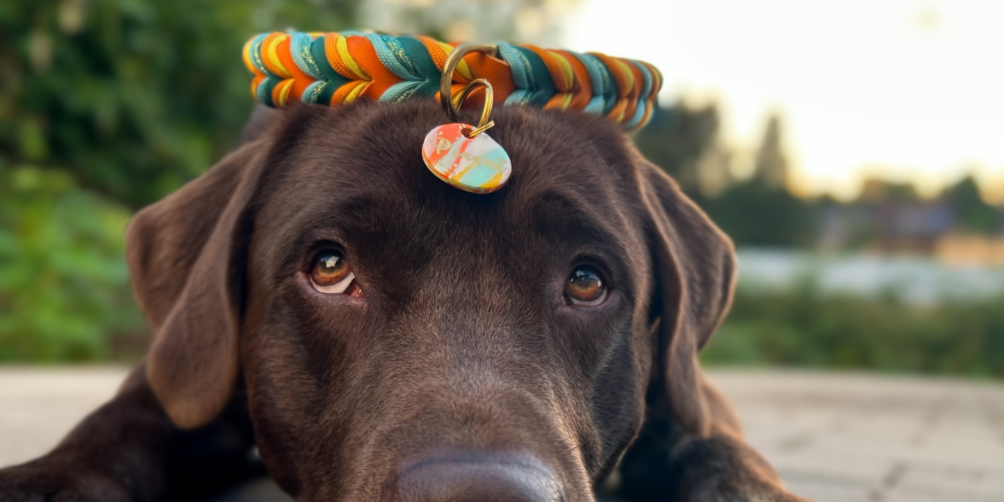 Design Your own - Hundehalsband aus Fettleder, mit Paracord in verschiedenen Farben