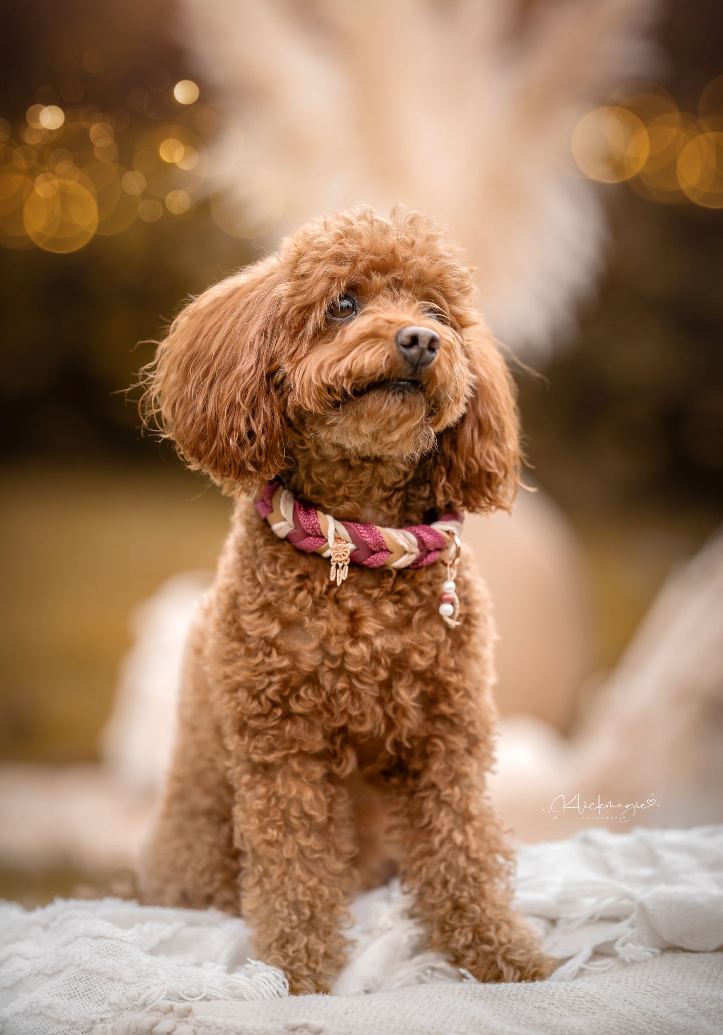 Create & Surprise / Individuelles Hundehalsband- & Leinen-Set – Wunschdesign mit Überraschungseffekt